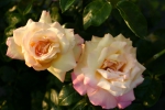  Rose: Gloria Dei (Synonym Peace) Foto Rosen-Direct.de