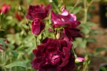 Rose Burgundy Ice Foto rosen-direct