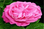 Rose Miss Piggy Vitalrose Foto rosen-direct