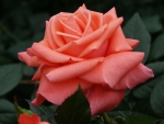 Rose First One Vitalrose Foto rosen-direct 