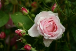 Rose Billet Doux Foto rosen-direct