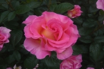 Rose Pink Paradise Foto Rosen-direct