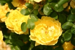 Rose foetida persiana Persian Yellow Foto rosen-direct