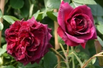 Rose Munstead Wood Foto rosen-direct