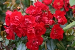 Rose Centennaire de Lourdes Rouge Foto Rosen-direct