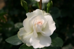 Rose Grand Nord Foto rosen-direct