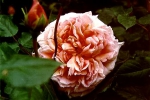 Rose Abraham Darby Foto rosen-direct