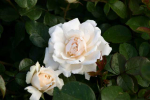 Rose Princess of Wales  Foto rosen-direct